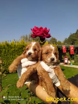Muhteşem Maltipoo Yavrular 4