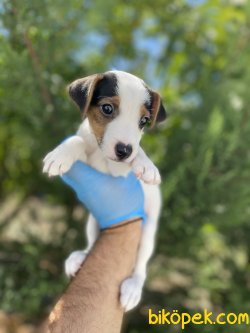 MUHTEŞEM MASKE JACK RUSSEL YAVRUMUZ 3