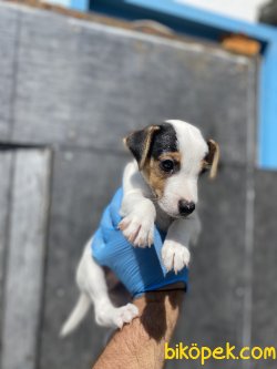 MUHTEŞEM MASKE JACK RUSSEL YAVRUMUZ 2