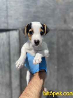 MUHTEŞEM MASKE JACK RUSSEL YAVRUMUZ 1