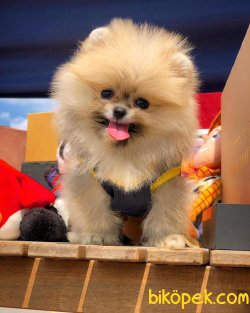 Muhteşem Mini Boy Ender Renk Pomeranian Boo 5