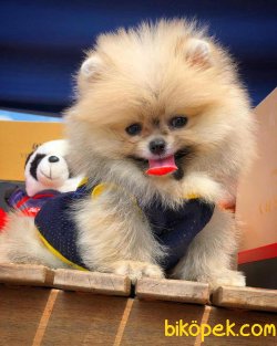 Muhteşem Mini Boy Ender Renk Pomeranian Boo 1