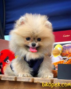 Muhteşem Mini Boy Ender Renk Pomeranian Boo 2