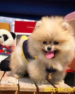 Muhteşem Mini Boy Ender Renk Pomeranian Boo 3
