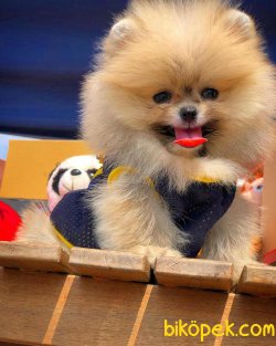 Muhteşem Mini Boy Ender Renk Pomeranian Boo 4