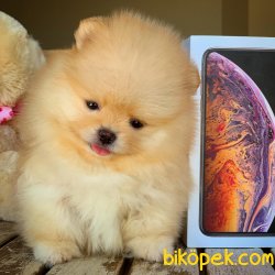 Muhteşem MinyatürBoy Pomeranian Boo Yavruları 1