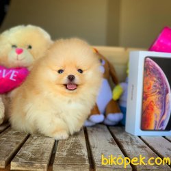 Muhteşem MinyatürBoy Pomeranian Boo Yavruları 2