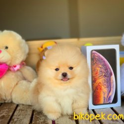 Muhteşem MinyatürBoy Pomeranian Boo Yavruları 3