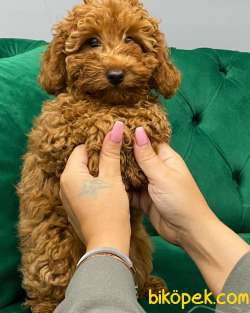 MUHTEŞEM ORJİNAL TOYPOODLE KIZLARIMIZ 3