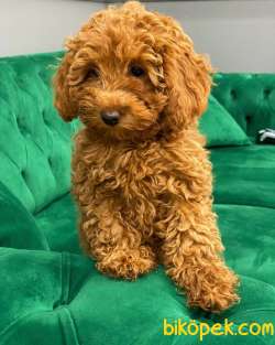 MUHTEŞEM ORJİNAL TOYPOODLE KIZLARIMIZ 2