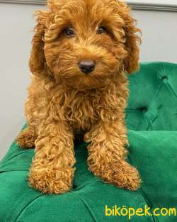MUHTEŞEM ORJİNAL TOYPOODLE KIZLARIMIZ 5