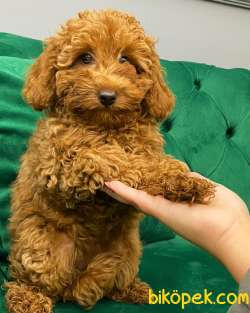 MUHTEŞEM ORJİNAL TOYPOODLE KIZLARIMIZ 1