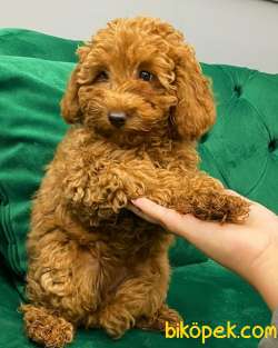 MUHTEŞEM ORJİNAL TOYPOODLE KIZLARIMIZ 4
