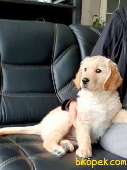 Muhteşem Ötesi Golden Retriever  Yavruları 2
