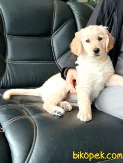 Muhteşem Ötesi Golden Retriever  Yavruları 3