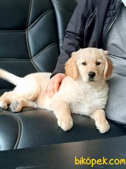 Muhteşem Ötesi Golden Retriever  Yavruları 1