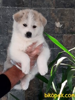 Muhteşem Ötesi Japon Akita Inu Yavruları 5