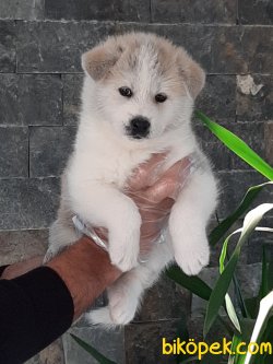 Muhteşem Ötesi Japon Akita Inu Yavruları 2