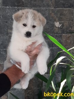 Muhteşem Ötesi Japon Akita Inu Yavruları 4