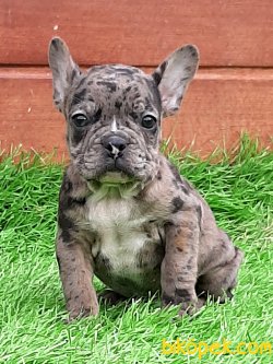 Muhteşem Ötesi Özel Renk Fransız Bulldog Yavruları 5