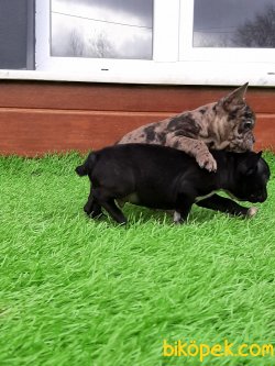 Muhteşem Ötesi Özel Renk Fransız Bulldog Yavruları 2
