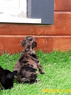 Muhteşem Ötesi Özel Renk Fransız Bulldog Yavruları 4
