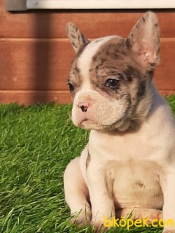Muhteşem Ötesi Özel Renk Fransız Bulldog Yavruları 2
