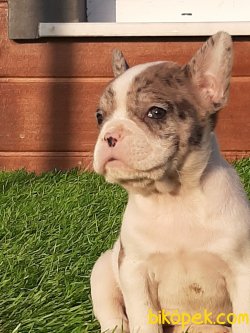 Muhteşem Ötesi Özel Renk Fransız Bulldog Yavruları 4