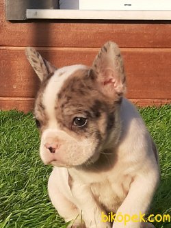 Muhteşem Ötesi Özel Renk Fransız Bulldog Yavruları 2