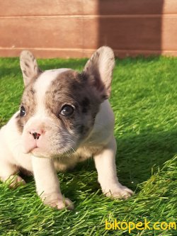 Muhteşem Ötesi Özel Renk Fransız Bulldog Yavruları 5