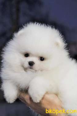 Muhteşem Ötesi Pomeranian Boo Yavruları 1