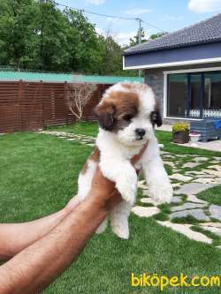 Muhteşem Ötesi Tea Cup Morkie 2