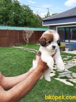 Muhteşem Ötesi Tea Cup Morkie 4