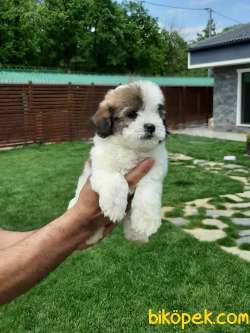 Muhteşem Ötesi Tea Cup Morkie 3