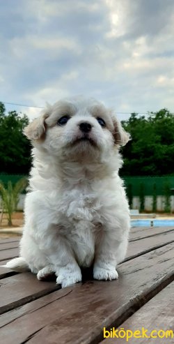 Muhteşem Ötesi Terrier Yavruları 4