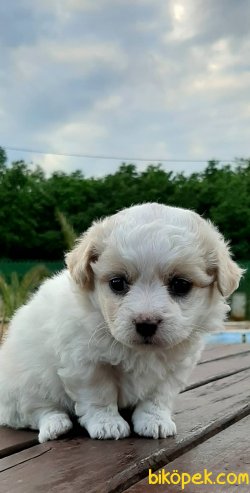 Muhteşem Ötesi Terrier Yavruları 2