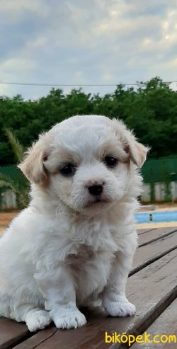 Muhteşem Ötesi Terrier Yavruları 1