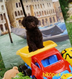 MUHTEŞEM PHANTOM  POODLE YAVRULARIMIZ 3