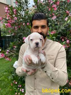 MUHTEŞEM PLATİN RENKLİ MAVİ GÖZLÜ FRANSIZ BULLDOG YAVRULARI 2