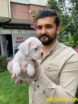 MUHTEŞEM PLATİN RENKLİ MAVİ GÖZLÜ FRANSIZ BULLDOG YAVRULARI 4