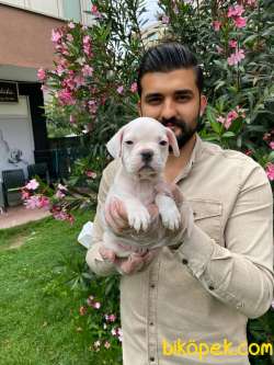 MUHTEŞEM PLATİN RENKLİ MAVİ GÖZLÜ FRANSIZ BULLDOG YAVRULARI 3