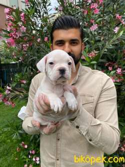 MUHTEŞEM PLATİN RENKLİ MAVİ GÖZLÜ FRANSIZ BULLDOG YAVRULARI 1