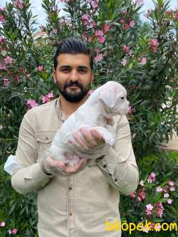 MUHTEŞEM PLATİN RENKLİ MAVİ GÖZLÜ FRANSIZ BULLDOG YAVRULARI 5