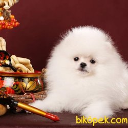 Muhteşem Pomeranian 1