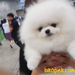 Muhteşem Pomeranian 3