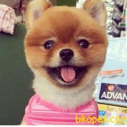 Muhteşem Pomeranian 2