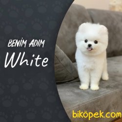 Muhteşem Pomeranian 3