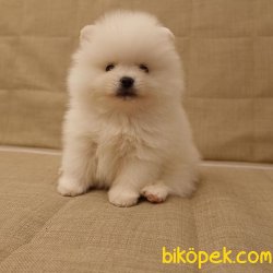 Muhteşem Pomeranian 2