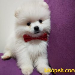 Muhteşem Pomeranian 1