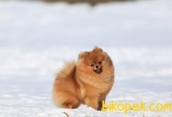 Muhtesem Pomeranıan Boo Yavruları 4